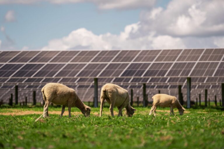 JV partners push ahead with large-scale solar plans in NZ - pv magazine ...